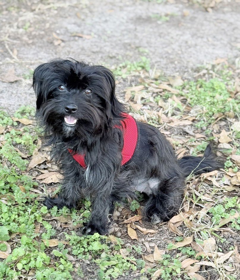 GIGI LONESTAR - Yorkshire Terrier Yorkie / Norfolk Terrier available for adoption