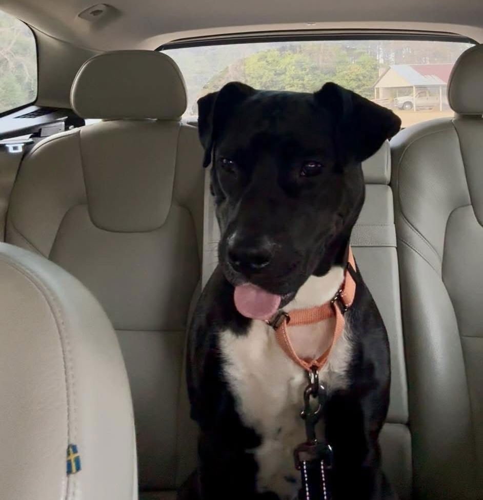 SHYLIO DIXON - Pit Bull Terrier available for adoption