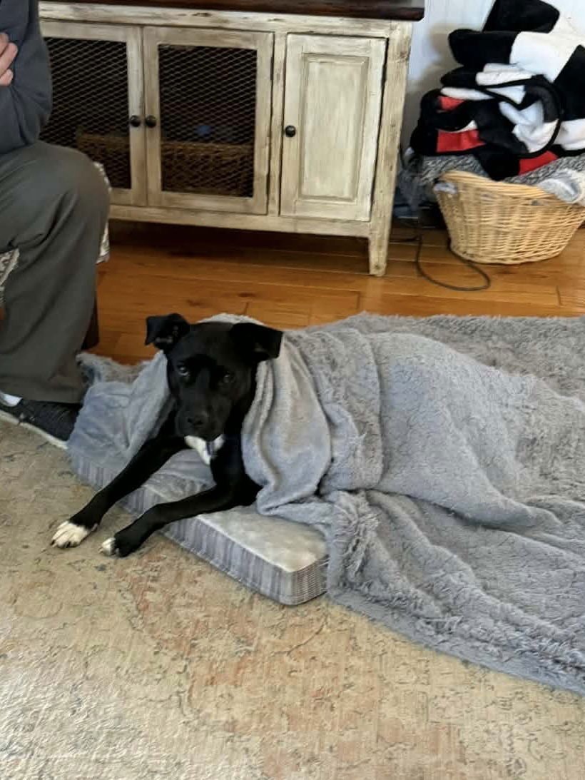 SHYLIO DIXON - Pit Bull Terrier available for adoption