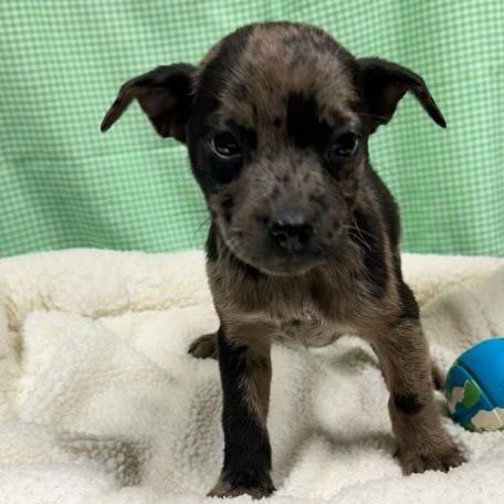 FIONA LOUISIANA - Catahoula Leopard Dog available for adoption