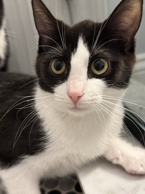 HARRY - Domestic Short Hair available for adoption