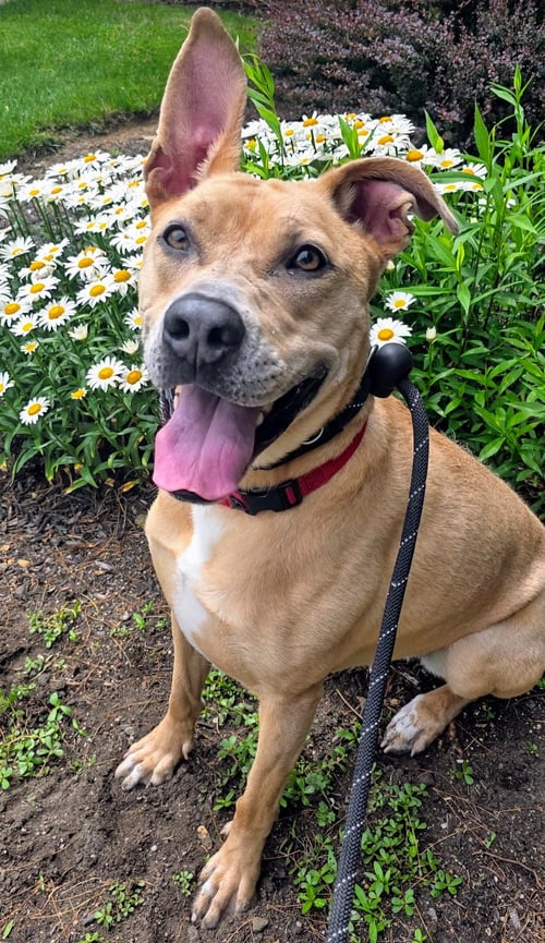 KIYA LIZMAN - Terrier / Labrador Retriever available for adoption