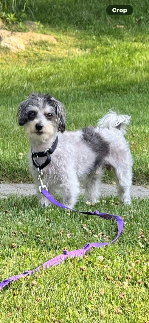 ROCKY NJ - Poodle (Miniature) available for adoption
