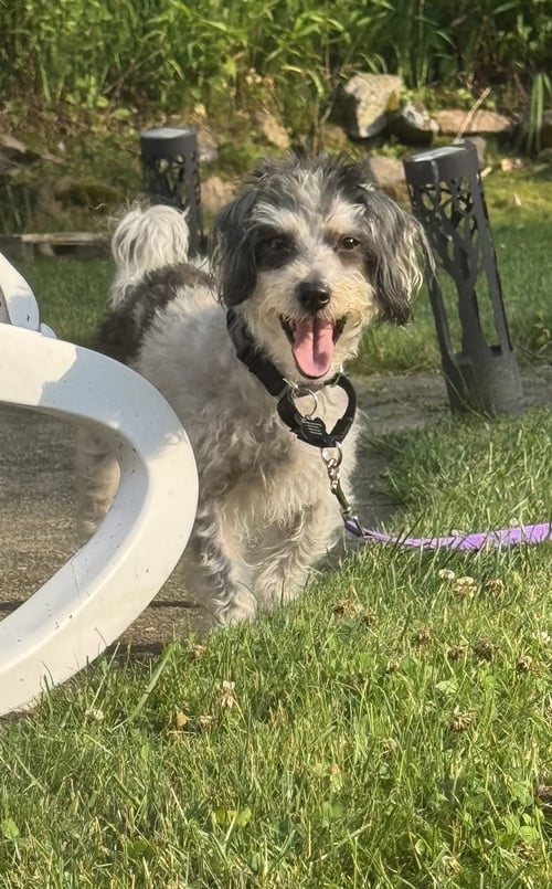 ROCKY NJ - Poodle (Miniature) available for adoption