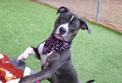 COOKIE ATHENS - Pit Bull Terrier available for adoption