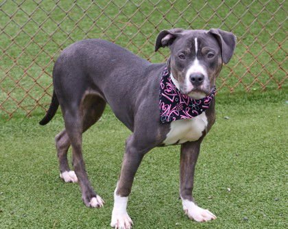 COOKIE ATHENS - Pit Bull Terrier available for adoption