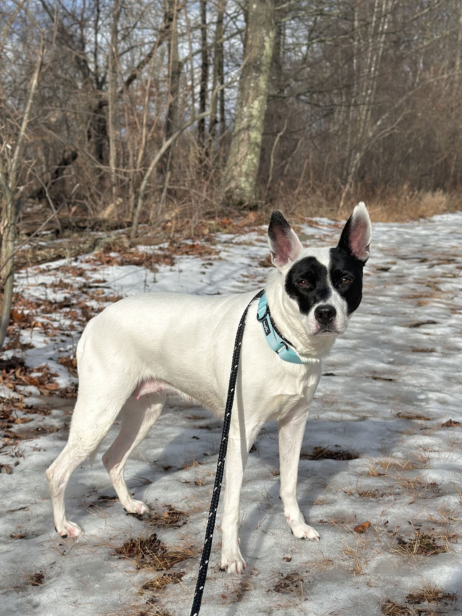 CALI NJ - Australian Cattle Dog/Blue Heeler available for adoption