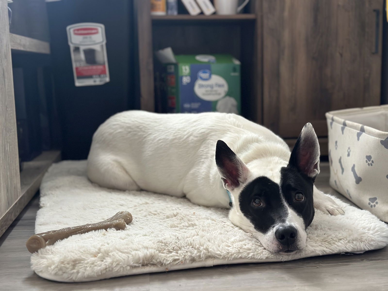 CALI NJ - Australian Cattle Dog/Blue Heeler available for adoption