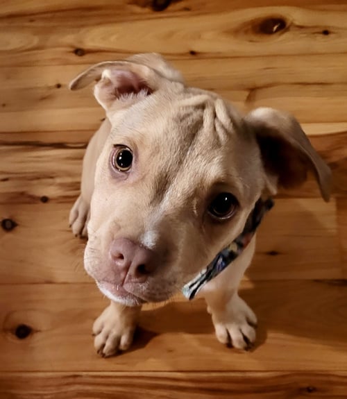 MUPPET LONESTAR - Terrier available for adoption