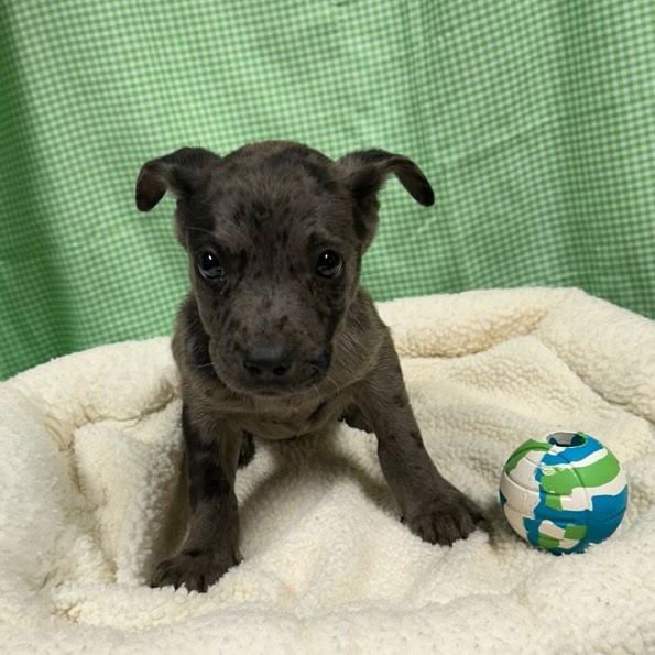 FLETCHER LOUISIANA - Catahoula Leopard Dog available for adoption