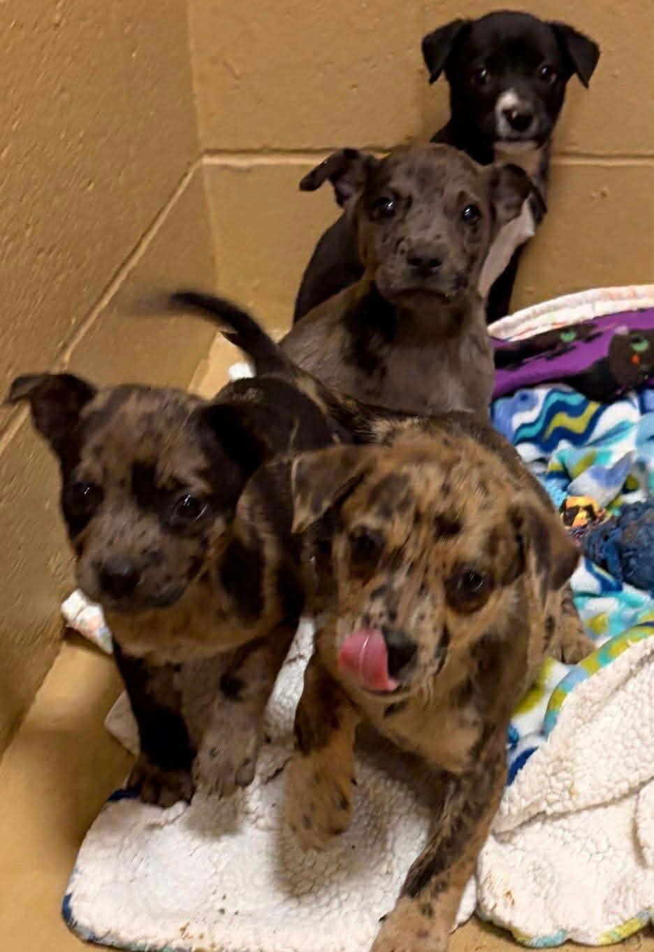 FLETCHER LOUISIANA - Catahoula Leopard Dog available for adoption