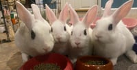Luna's Mars RABBIT - Photo 2
