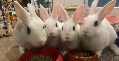 LUNA'S MARS RABBIT - Hotot available for adoption