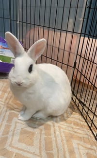 Luna's Mars RABBIT - Photo 1