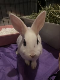 Luna's Mars RABBIT - Photo 3