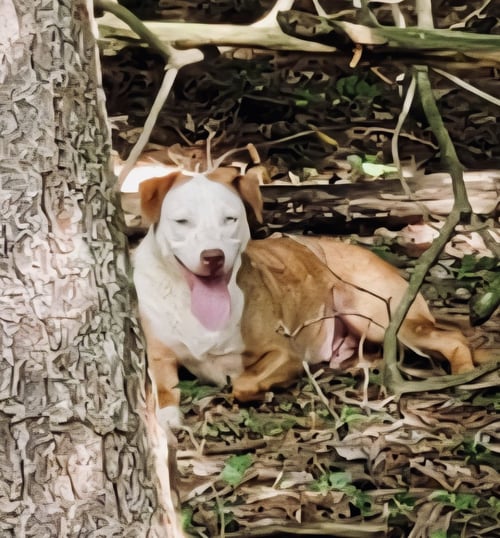 OZZY RDS - Labrador Retriever available for adoption