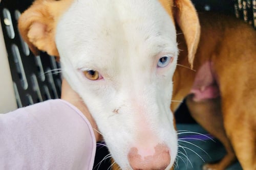 OZZY RDS - Labrador Retriever available for adoption