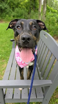 Millie SCAS - Photo 3