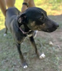 Millie SCAS - Photo 4