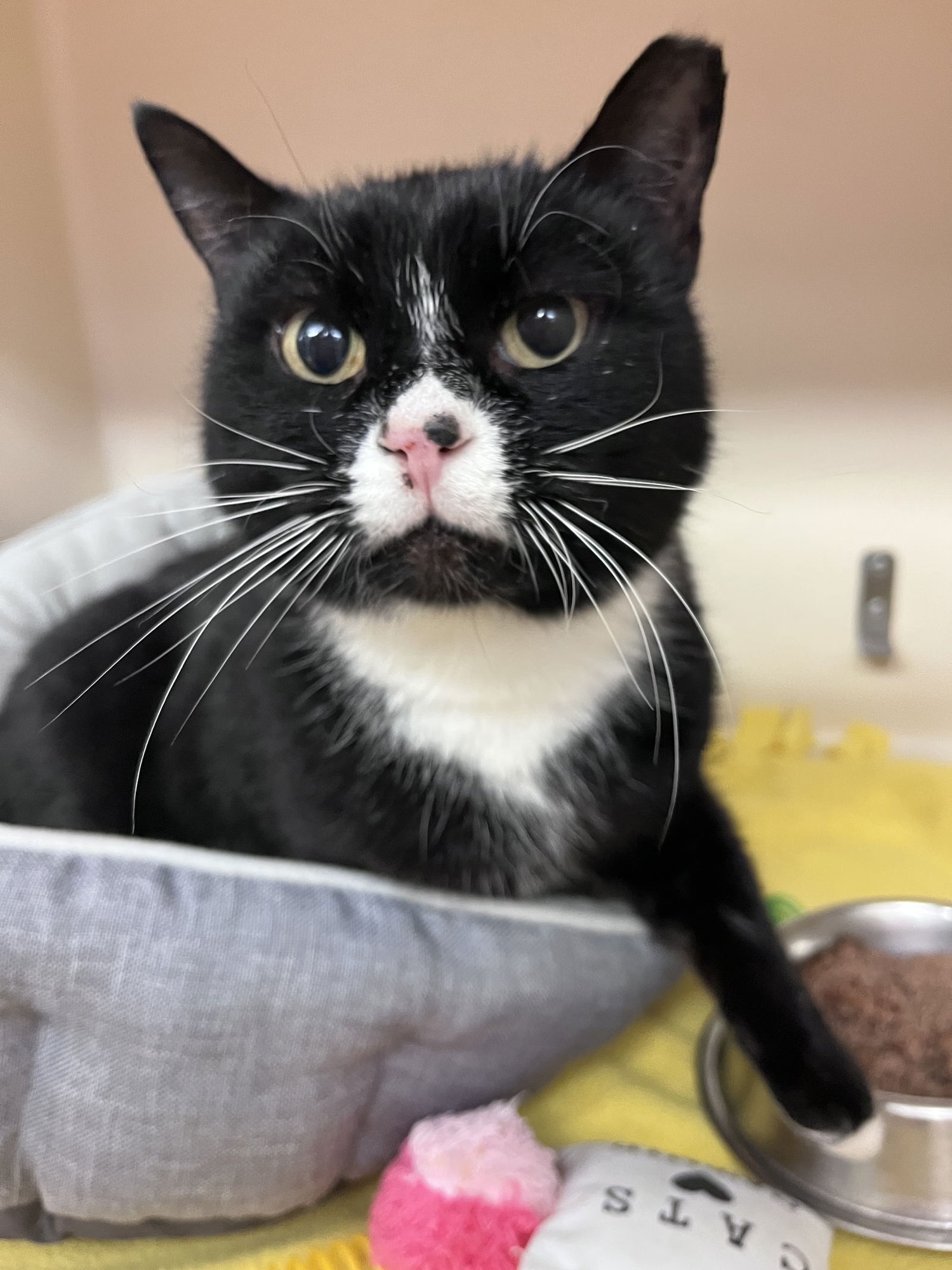 SYLVESTER RM - Domestic Short Hair available for adoption