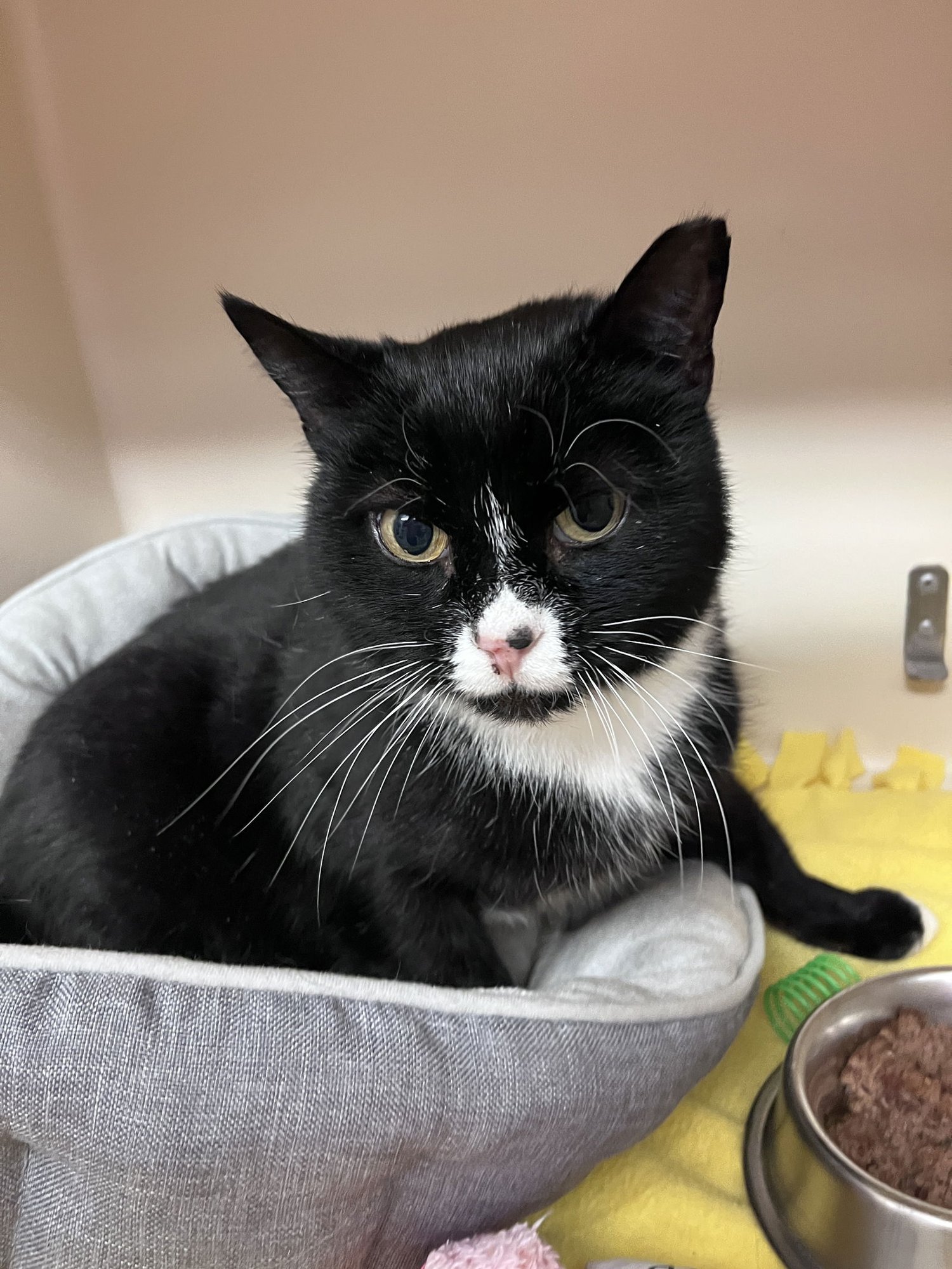 SYLVESTER RM - Domestic Short Hair available for adoption