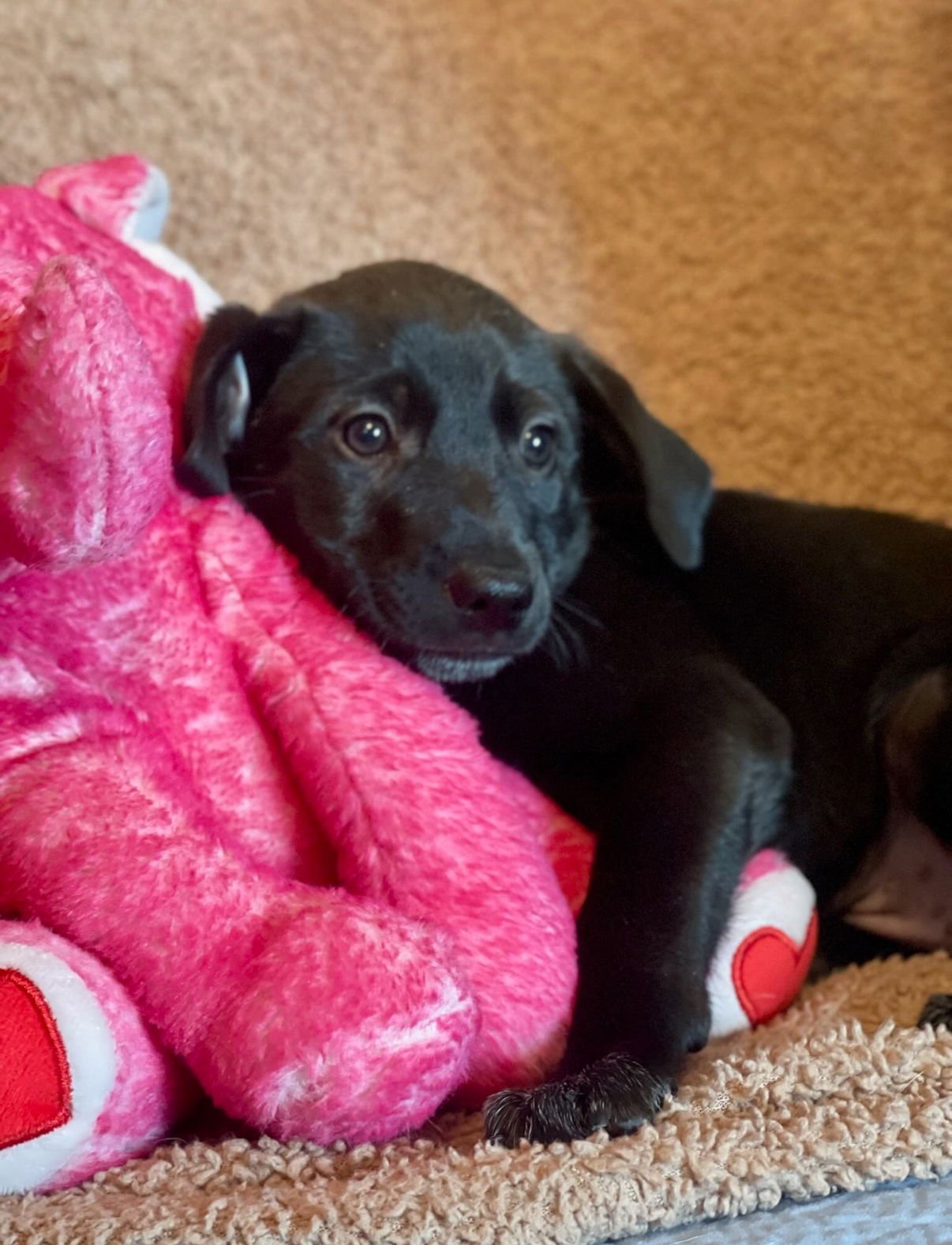 SCOUT LONESTAR - Labrador Retriever available for adoption