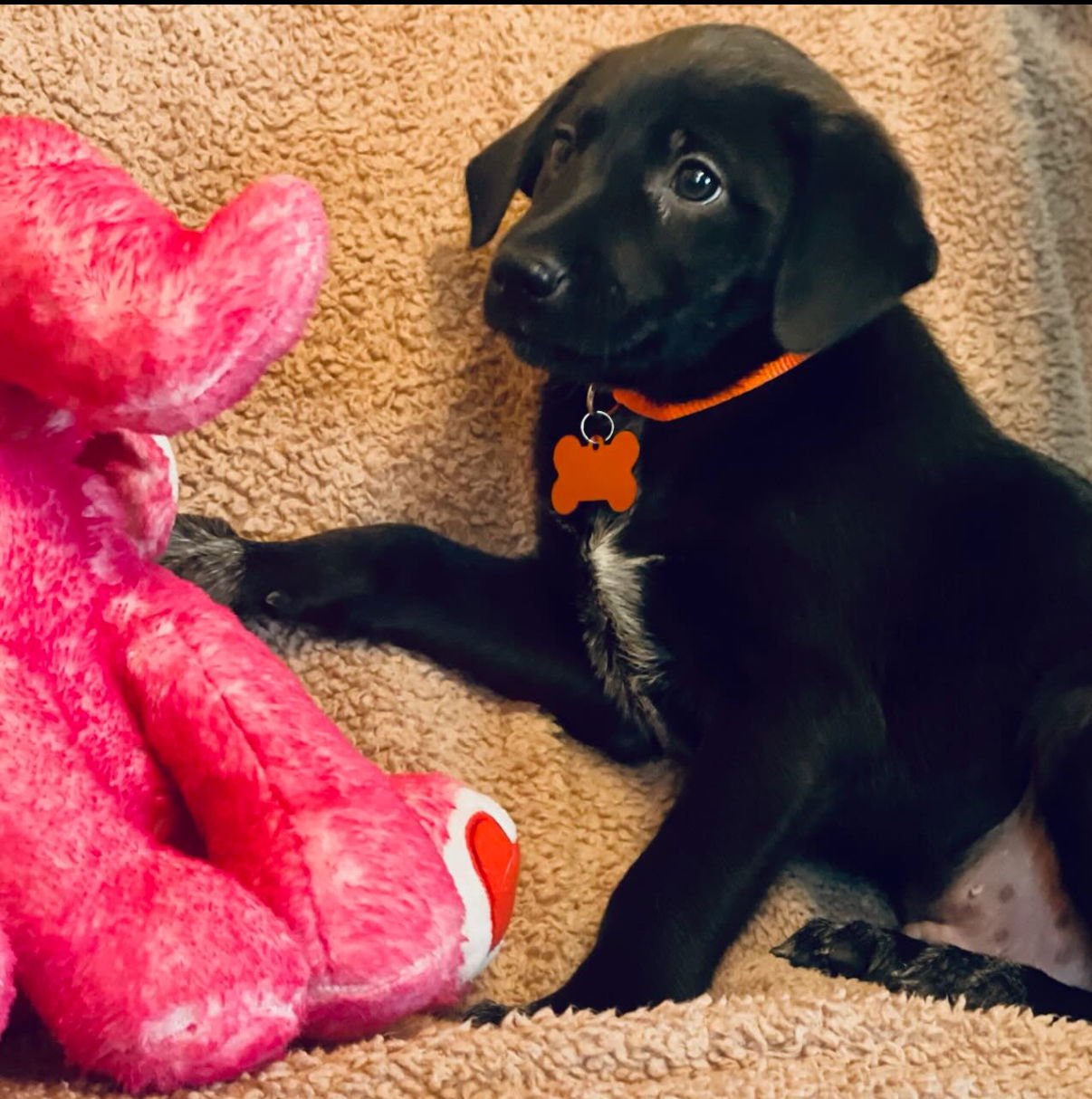 SCOUT LONESTAR - Labrador Retriever available for adoption