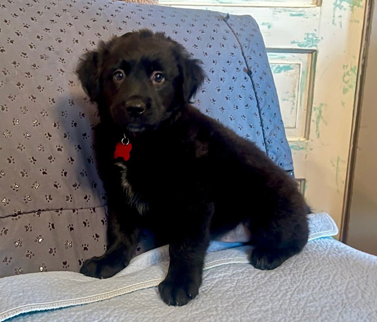 SAMSON LONESTAR - Labrador Retriever available for adoption