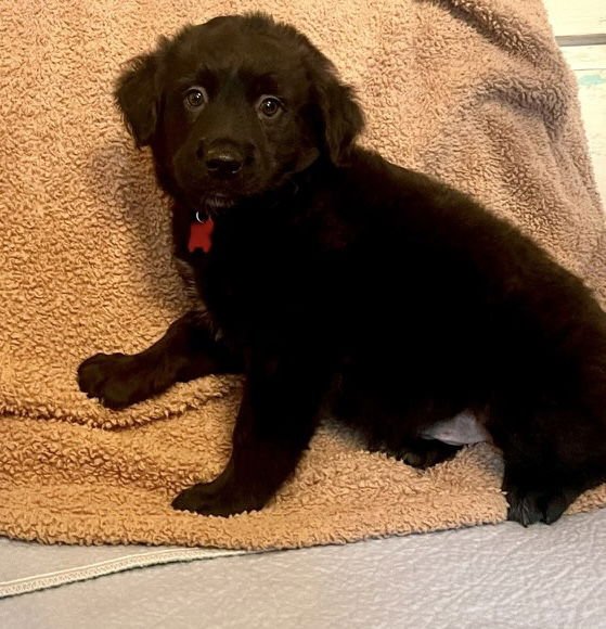 SAMSON LONESTAR - Labrador Retriever available for adoption