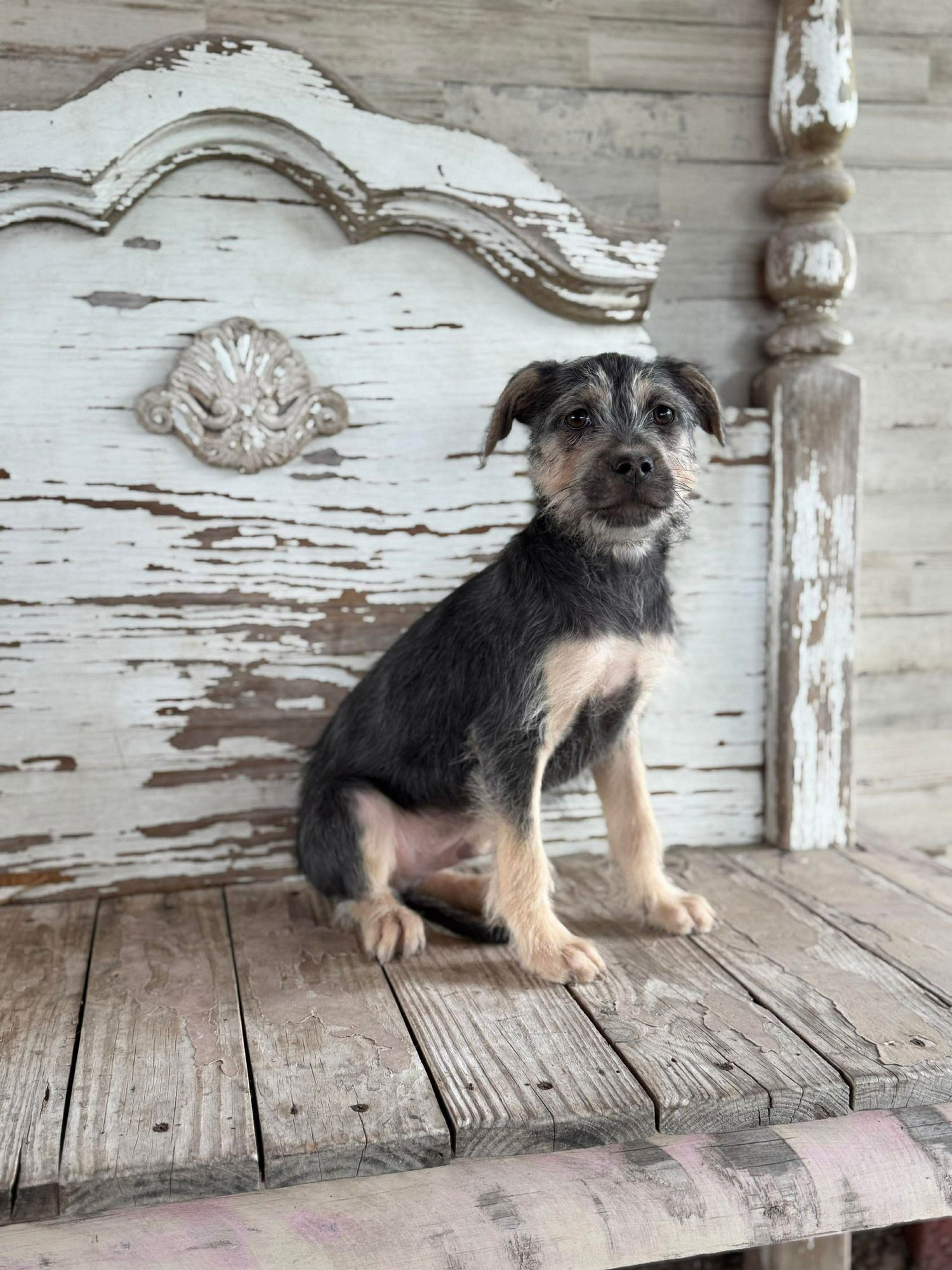 GUS ROGERS - Schnauzer available for adoption