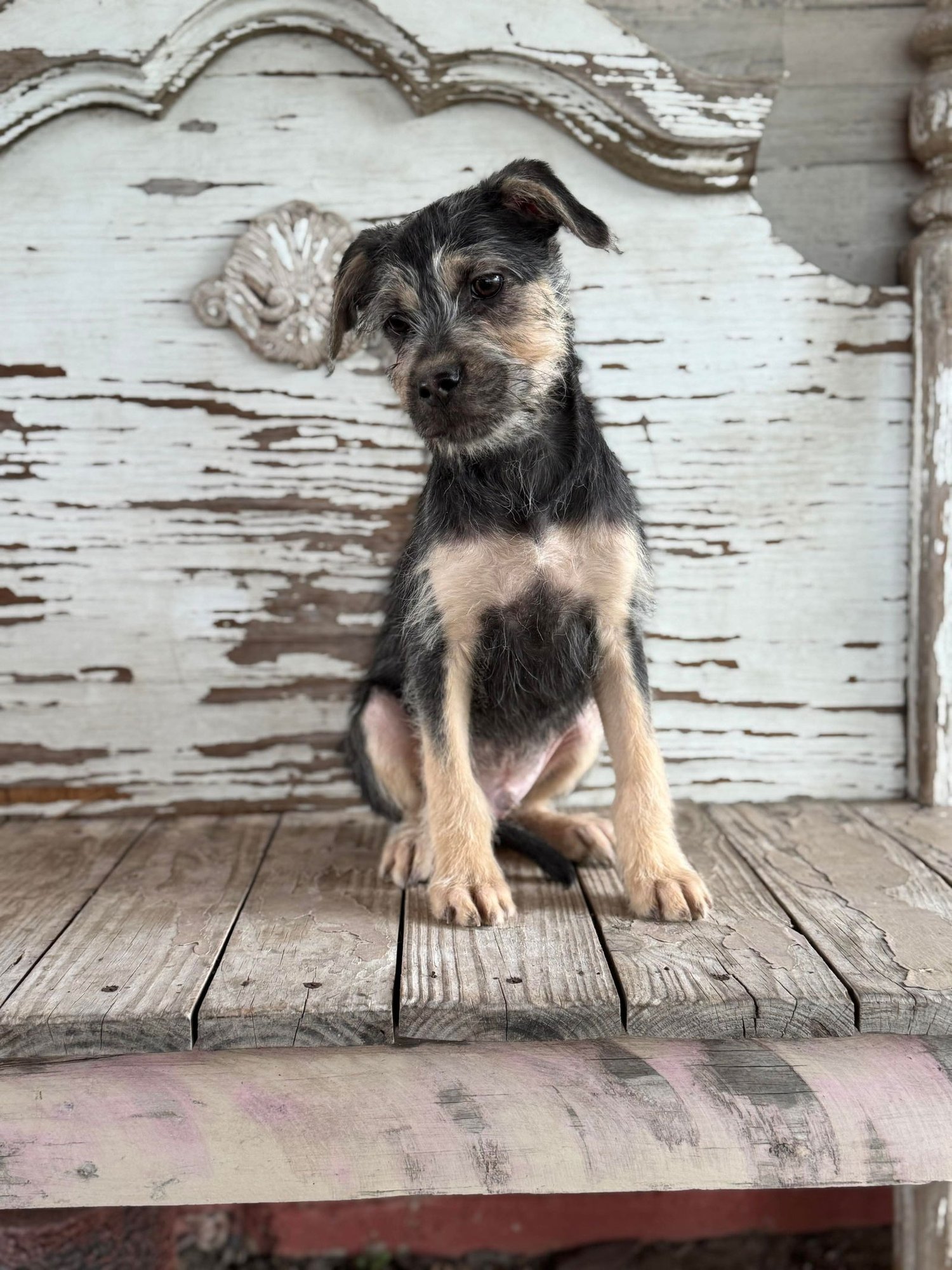 GUS ROGERS - Schnauzer available for adoption