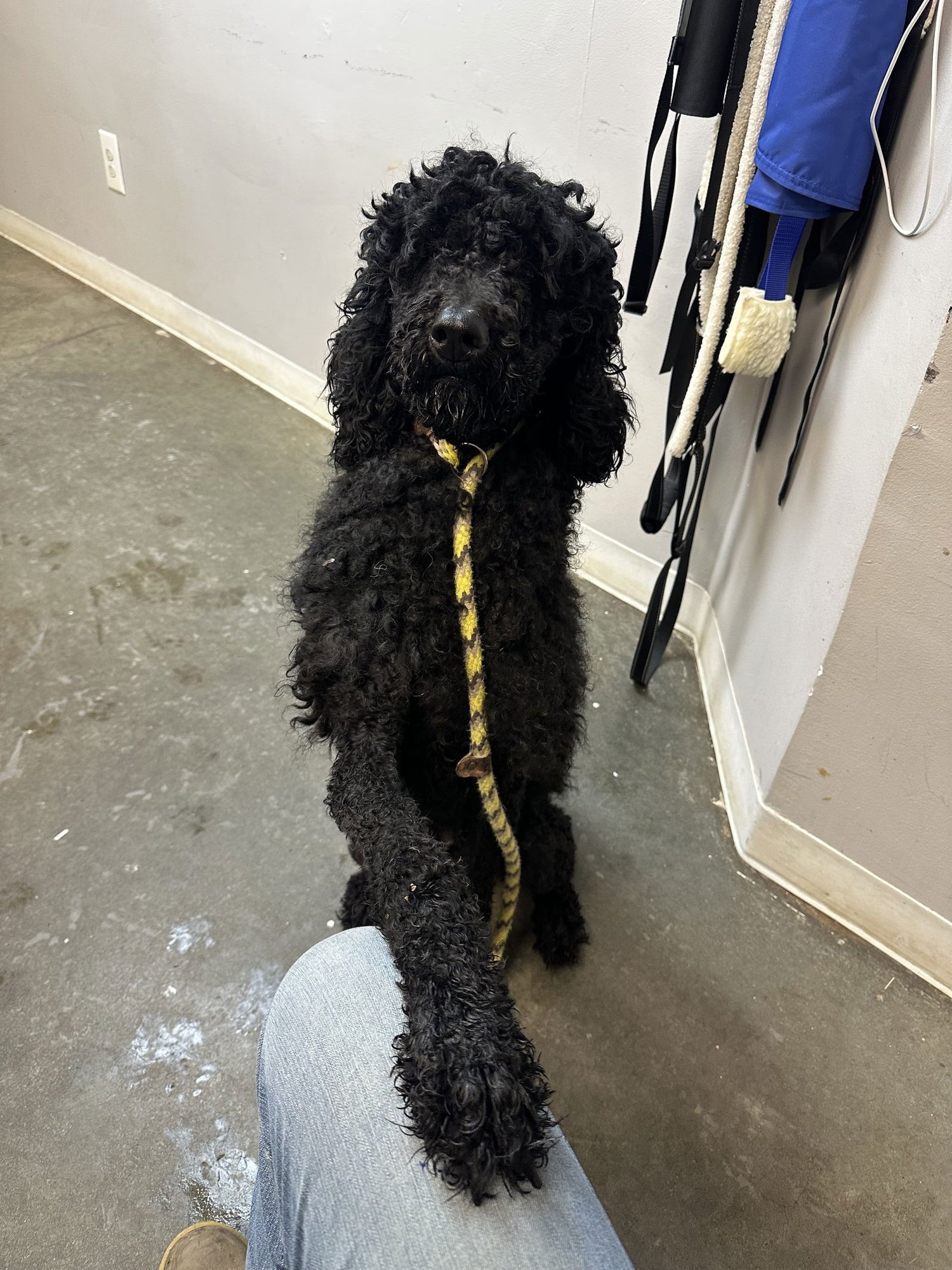 RAVEN JC - Poodle (Standard) available for adoption