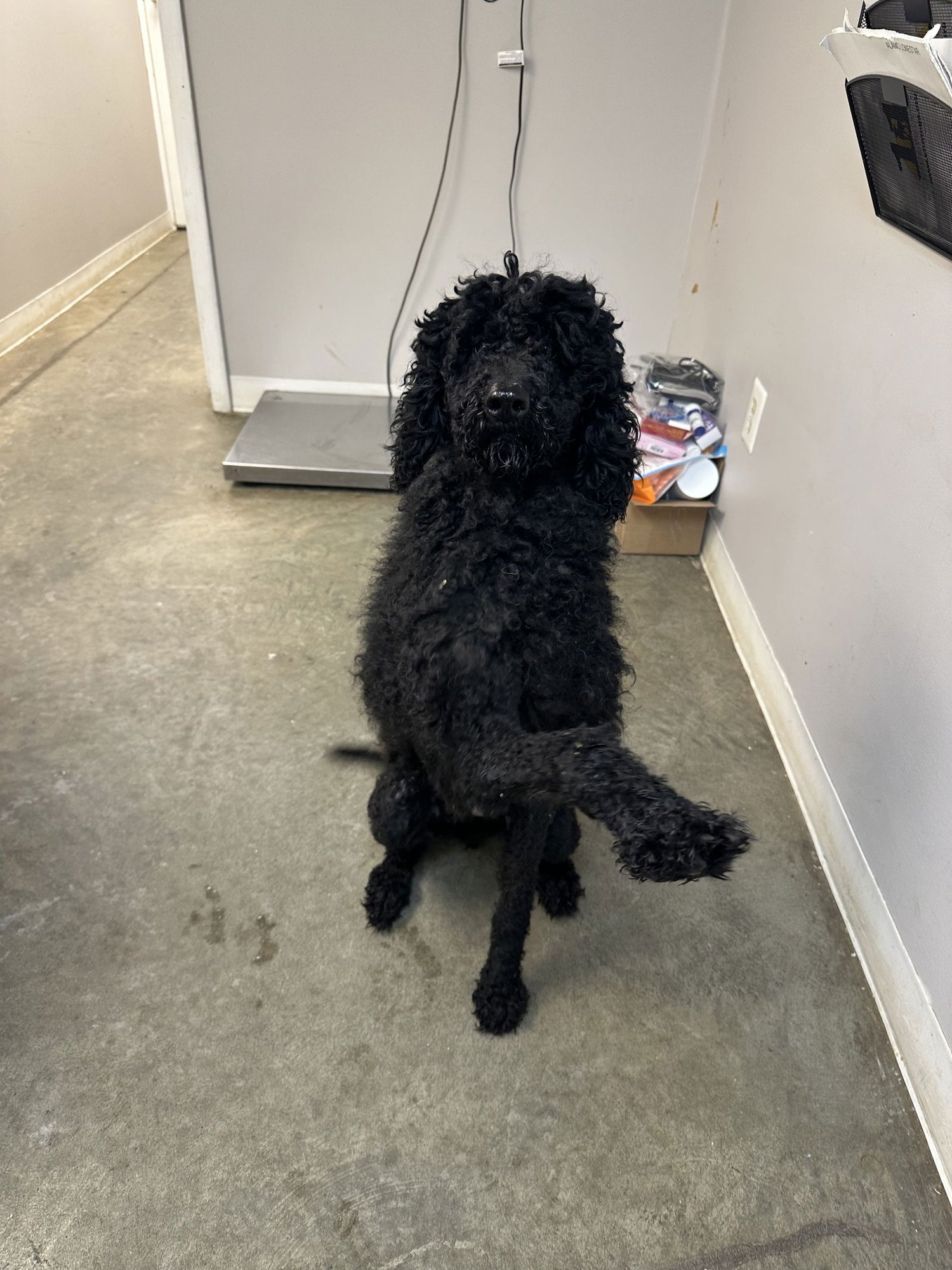 RAVEN JC - Poodle (Standard) available for adoption