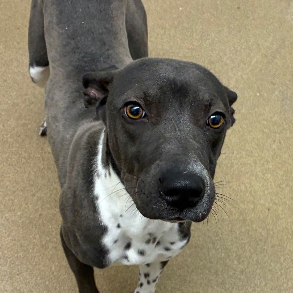 ROCKO GCH - Terrier / Australian Cattle Dog/Blue Heeler available for adoption