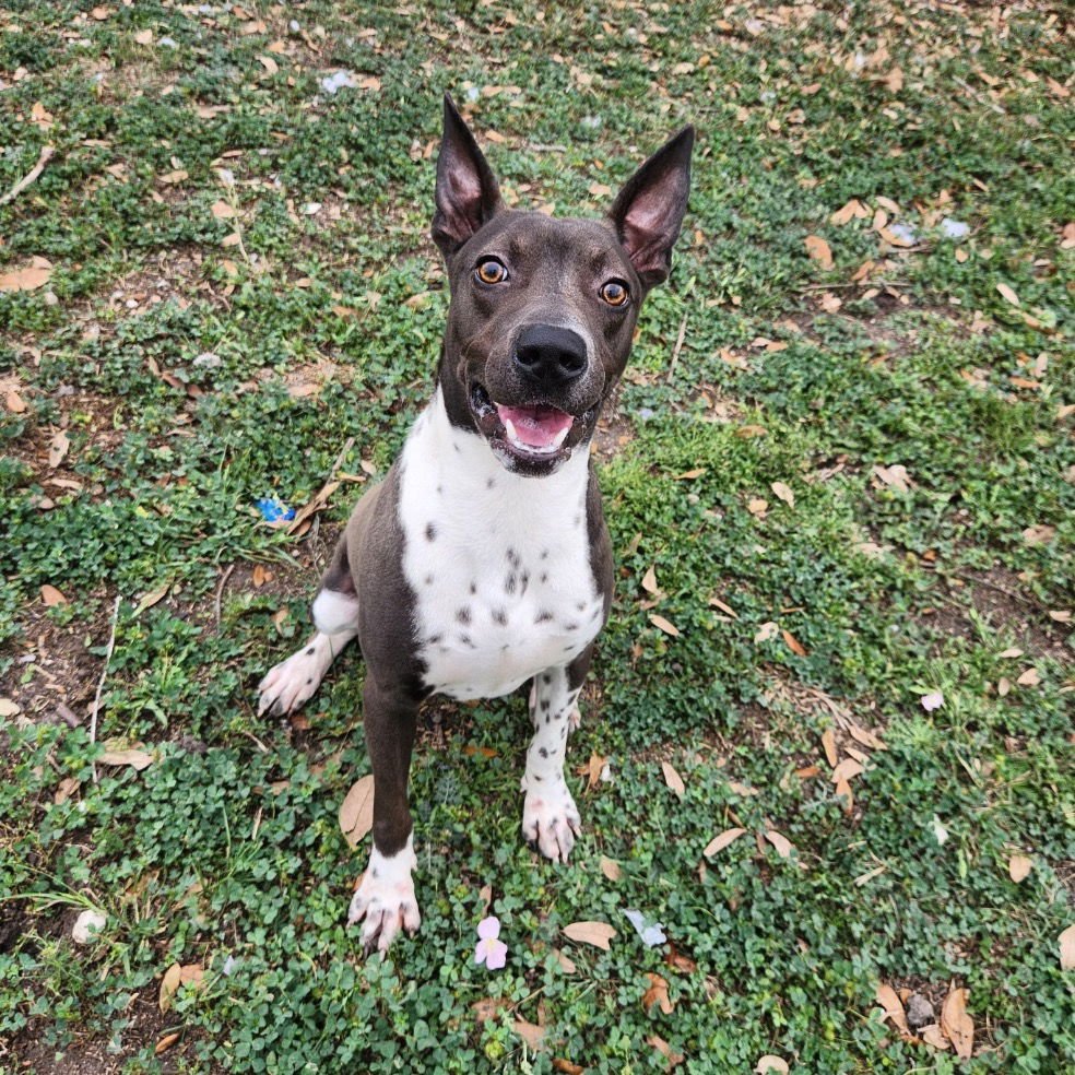 ROCKO GCH - Terrier / Australian Cattle Dog/Blue Heeler available for adoption