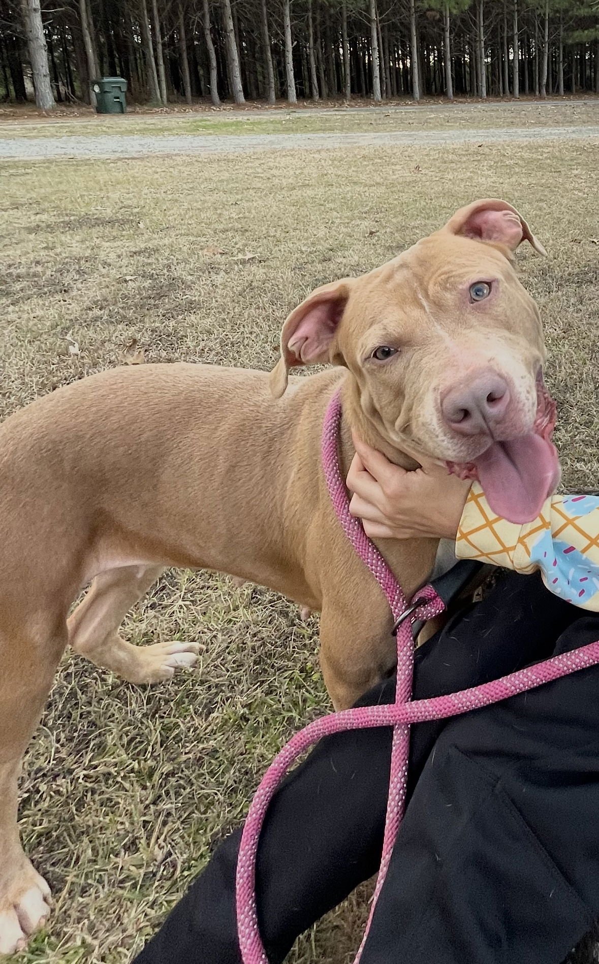 KARISSA DIXON - Pit Bull Terrier available for adoption