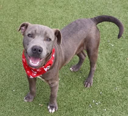 COOP ATHENS - Labrador Retriever available for adoption