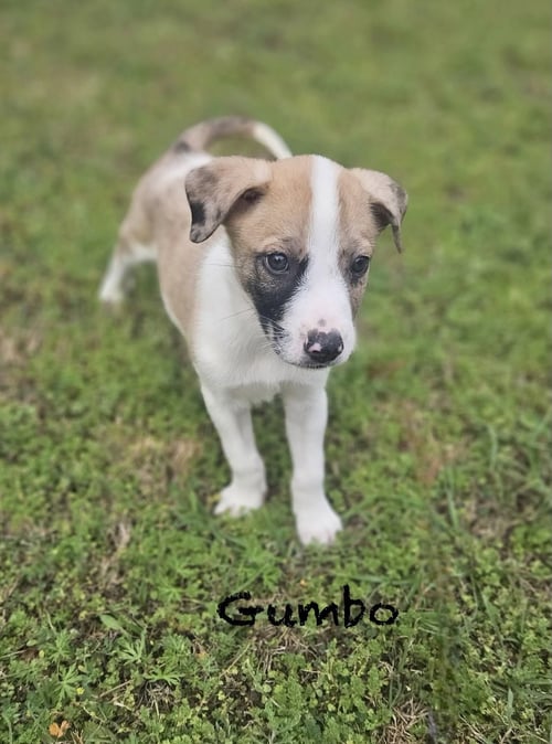 GUMBO LONESTAR - Australian Shepherd / Great Dane available for adoption