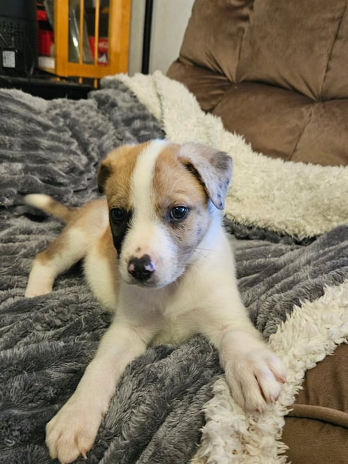 GUMBO LONESTAR - Australian Shepherd / Great Dane available for adoption