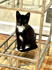 Nadine's Dr Pepper KITTEN - Photo 2
