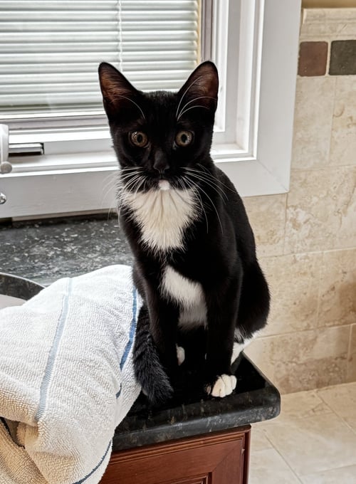 NADINE'S DR PEPPER KITTEN - Domestic Short Hair available for adoption