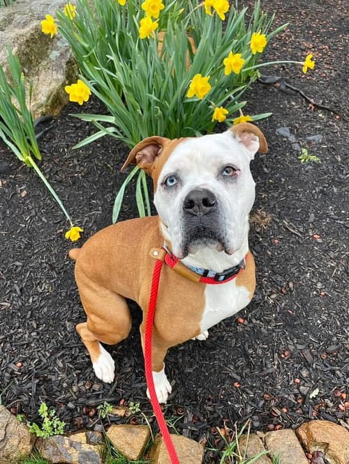 VIOLET BEAUREGARDE LONESTAR - Boxer available for adoption