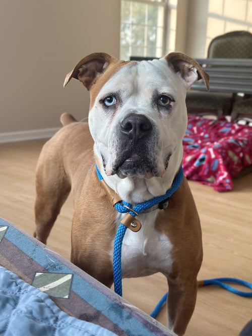 VIOLET BEAUREGARDE LONESTAR - Boxer available for adoption