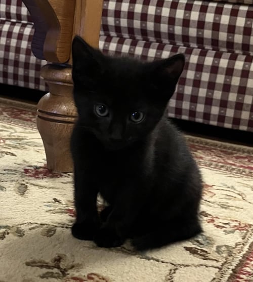 JEAN'S THEON KITTEN - Domestic Short Hair available for adoption
