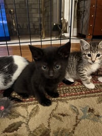 Jean's Theon KITTEN - Photo 2