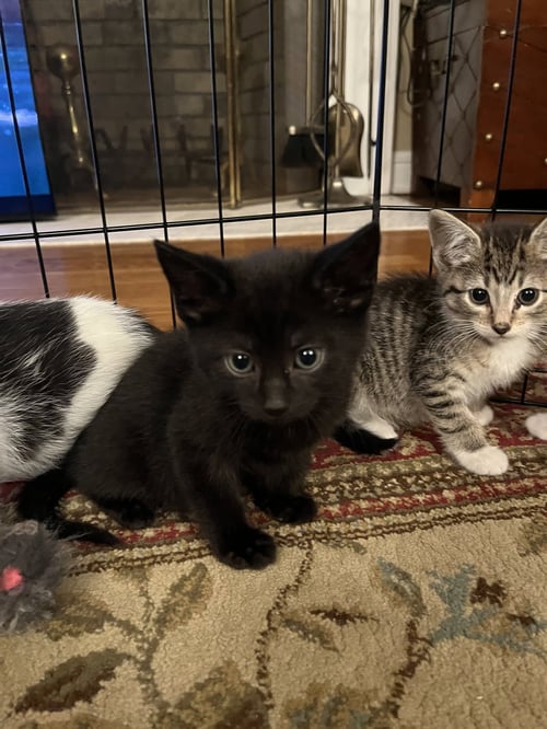 JEAN'S THEON KITTEN - Domestic Short Hair available for adoption