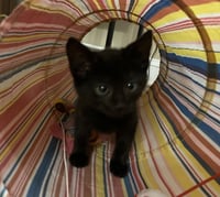 Jean's Theon KITTEN - Photo 4