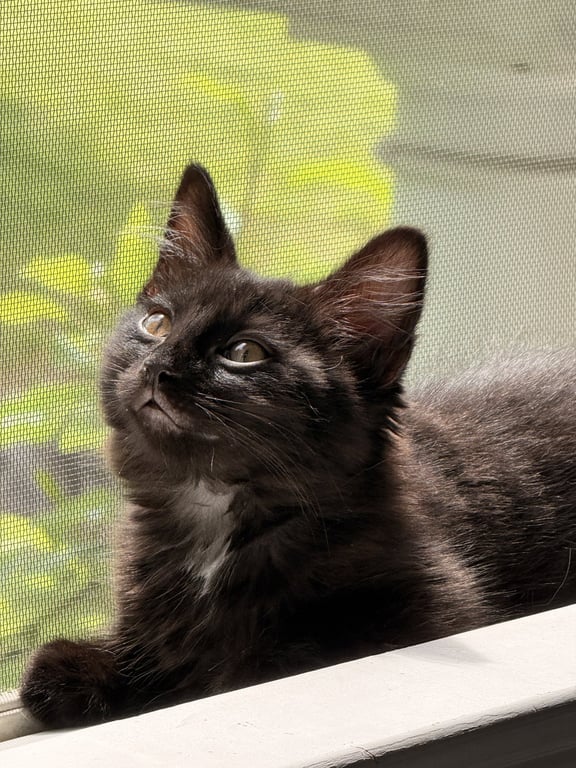 Skye's Jeremy KITTEN Image
