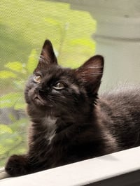 Skye's Jeremy KITTEN - Photo 1