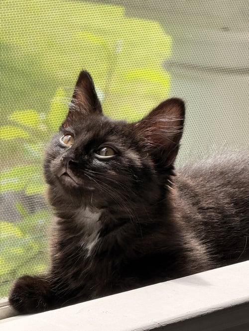 SKYE'S JEREMY KITTEN - Domestic Short Hair available for adoption